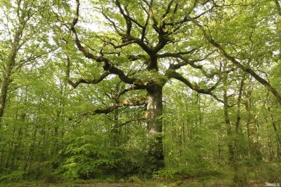 Le Chêne des Hindrés
