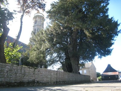If (Taxus baccata) à Yvignac-la-Tour