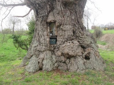 Chêne de la Ville Hervy - 400 à 600 ans