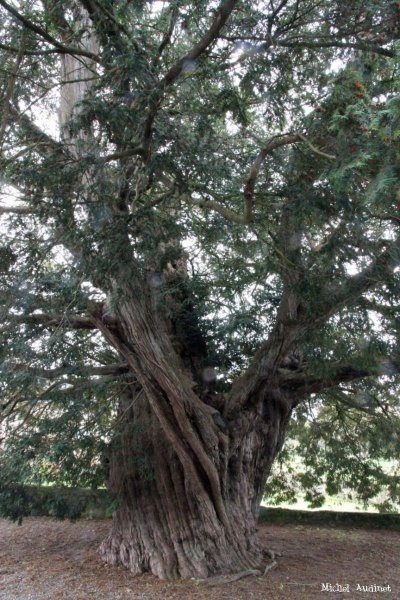 If (Taxus baccata) - 1000 ans min.