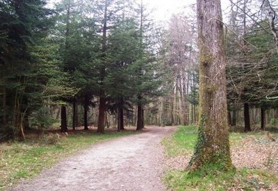Forêt de Botterf