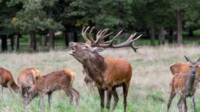 Le brâme de Blinfey - PR N°64
