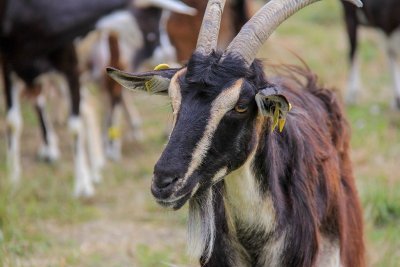 Artigues, dans les vallées d'Albret