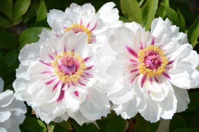 Les Jardins Fruitiers de Laquenexy