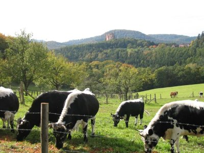 Boucle rando 4 jours dans les Vosges du Nord