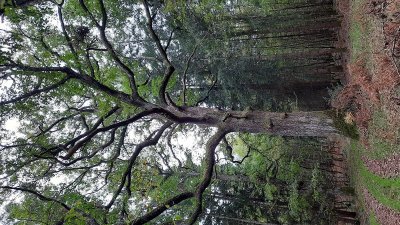 Le sentier de la p'tite maison