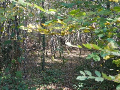 Forêt du Taillan Médoc