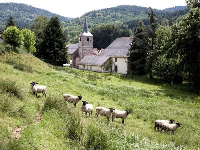 Balade du beau sapin