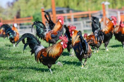 Conservatoire du Coq Gaulois