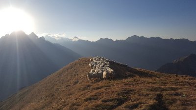 Pierre Vidal - Accompagnateur montagne avec âne porteur