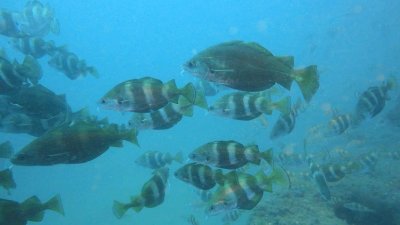 Atlantique Plongée Bassin