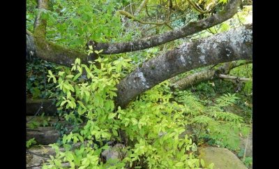 Arboretum de Villecey-sur-Mad