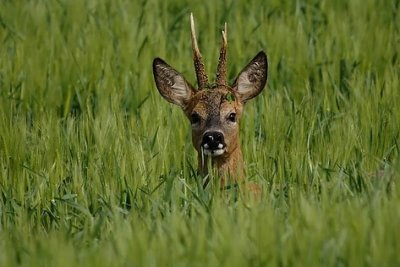 Guide Nature - Stéphane Latourte
