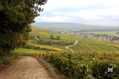 Cours de photographie dans le vignoble