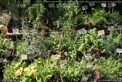 Le potager d'un curieux