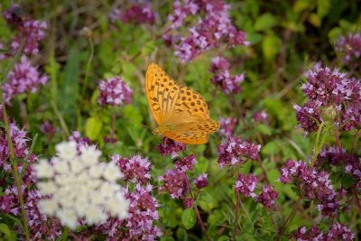 Entre Fouzon et Regon