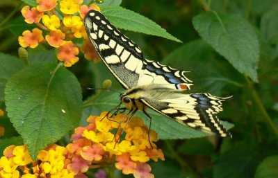 Le Jardin des Papillons