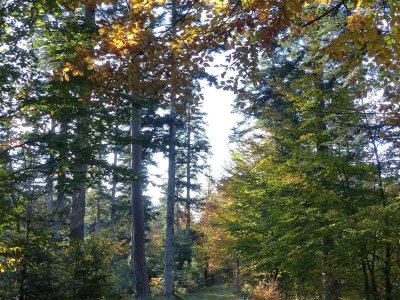 Ascension de col - Montée du Geisweg