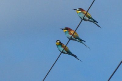 SITE PILOTE DES GRAVIERES