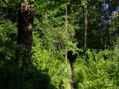 Promenade à travers bois