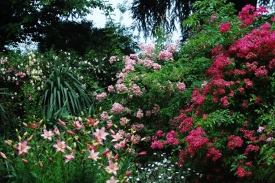 Les Roses Anciennes de la Bonne Maison