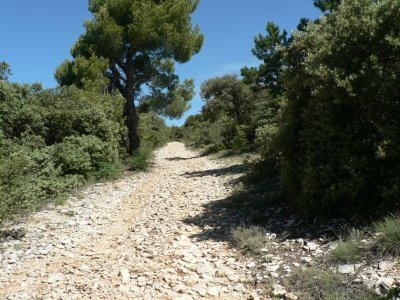 Forêt de Saint Lambert