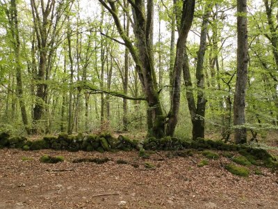 Circuit Pédestre N°19 CC : "Chamberaud et les Combes"