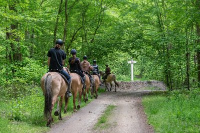Randonnées en forêt sur chevaux Henson