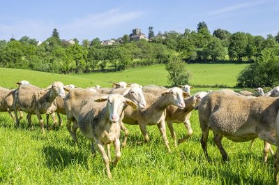 Visite de ferme - GAEC de la Carayrade à Buzeins