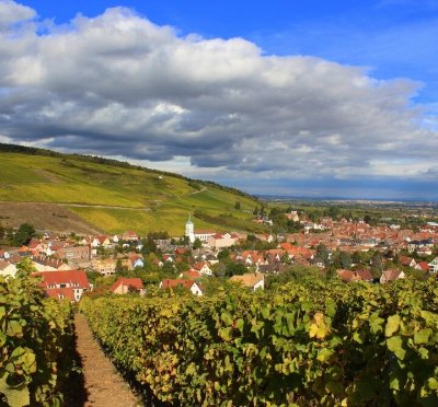 Barr, capitale viticole