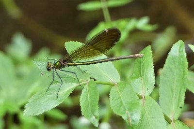 Aire de biodiversité de Lamouly