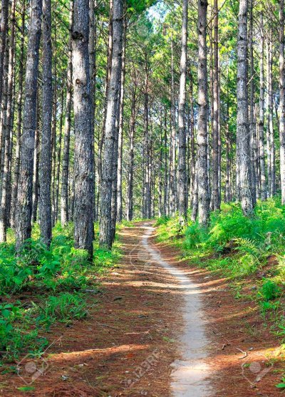 Les Pins sentier de la Forêt