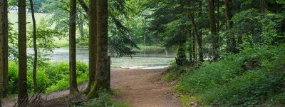 La forêt départementale des Vaseix