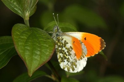 LES PAPILLONS DE L'ORMOIS