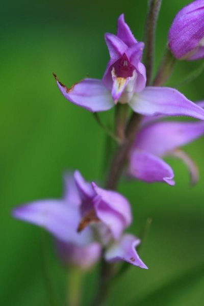 Circuit de la combe des enfants