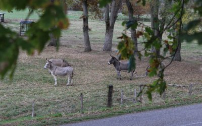 Balade à travers le bocage