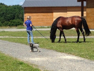Saumur Dressage – Domaine équestre de la Chênaie