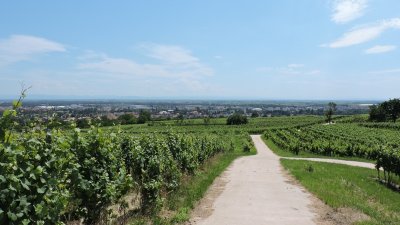 Randonnée de Molsheim vers Mutzig par le Felsbourg