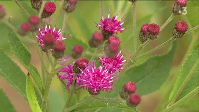 le Jardin des Coteaux de St Michel