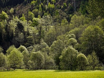 Circuit rando C31 : Le sentier Brigon