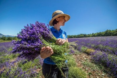 Lavanderaie des Hautes Baronnies