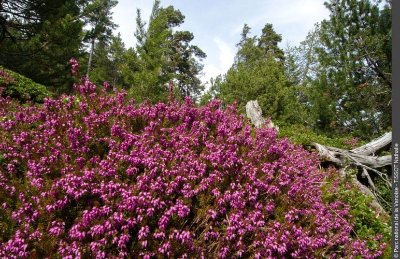 Sentier de la forêt d'Erica