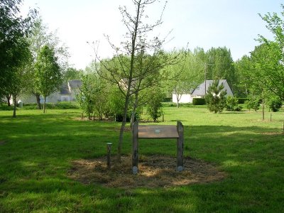 L'arbre, des racines à la cime