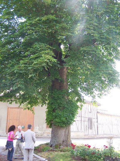 Le Marronnier de Saint Quentin les Marais