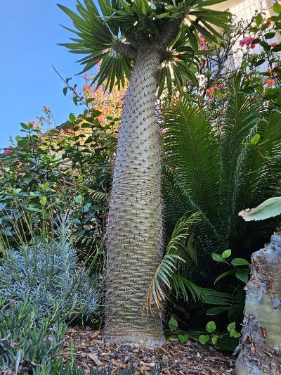 Le Château noir - Jardin botanique