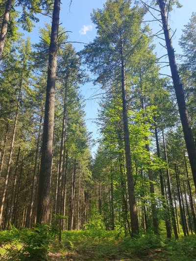 Circuit VTT de la forêt de la Petite Charnie