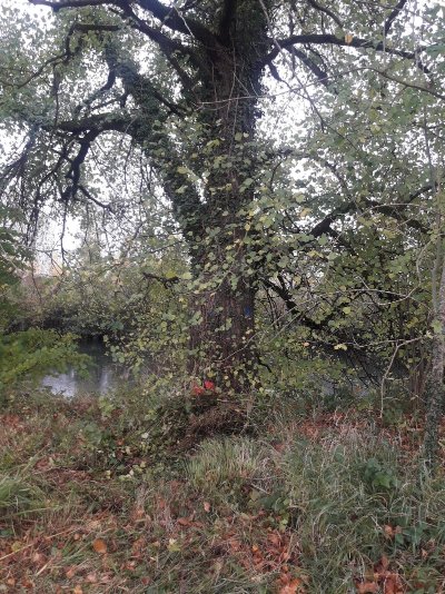 L'Orme Lisse de Sapignicourt