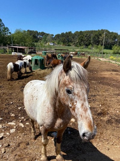 Centre équestre de Sauvecanne