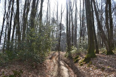 Circuit VTT de la forêt de Mézières