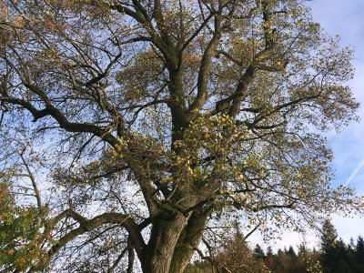 Tulipier de virginie